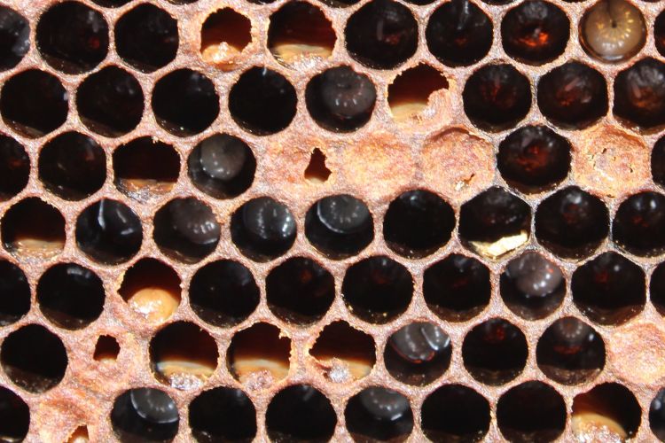 A bee comb with diseased honey bee brood.