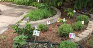 4-H Children's Gardens adds new breakfast garden