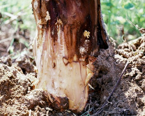 The cambial tissue is discolored, but discoloration does not extend below the soil line.