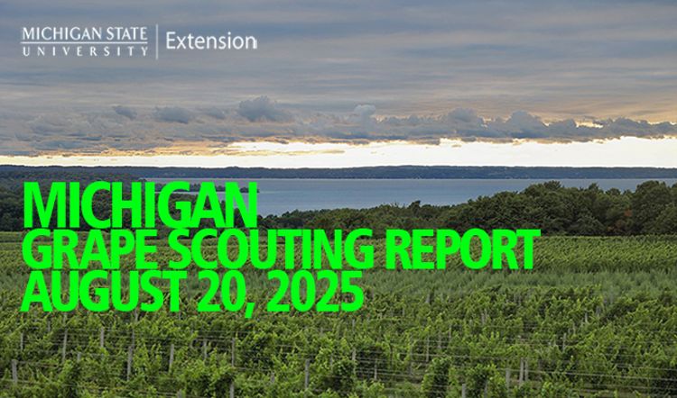 For decorative purposes.