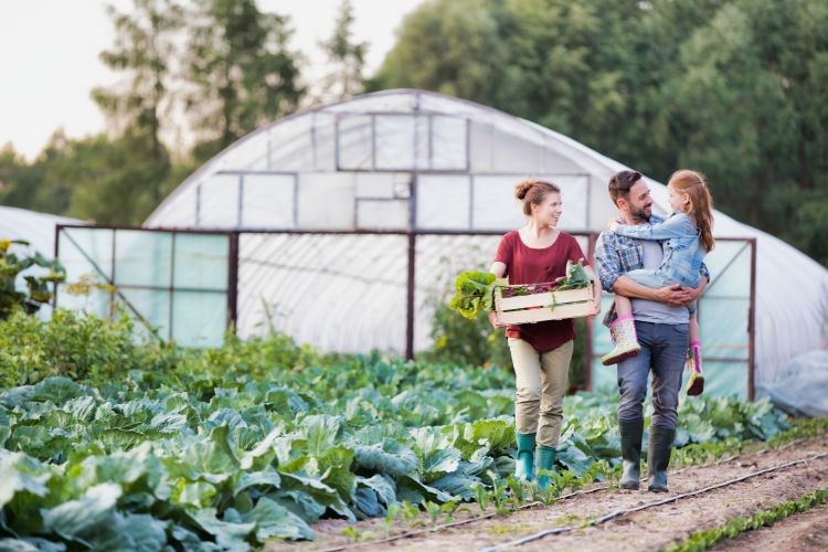 A family walks through rows of leafy green vegetables near a greenhouse, with a woman carrying a crate of freshly harvested produce while a man holds a young child, all smiling and dressed in casual farm clothing.
