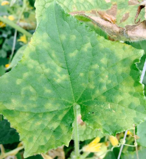 Downy mildew on cucumber.