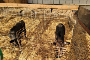 Beef sire selection decisions for dairy cows need to consider more than conception rate, calving ease and semen cost