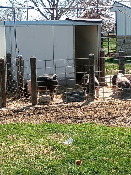 pigs in a pen
