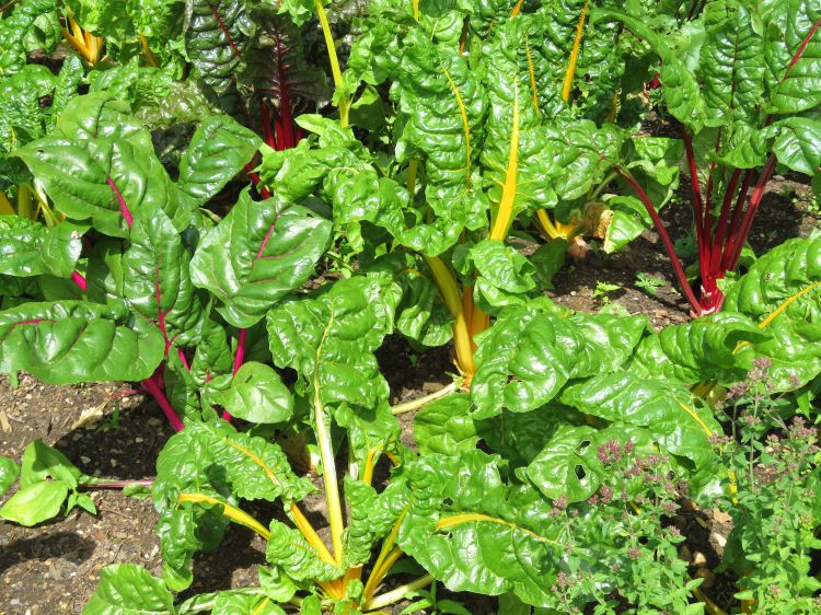 Swiss Chard is a vegetable that contains calcium. Its seeds can be planted in late spring. - Photo by Sarah Rautio