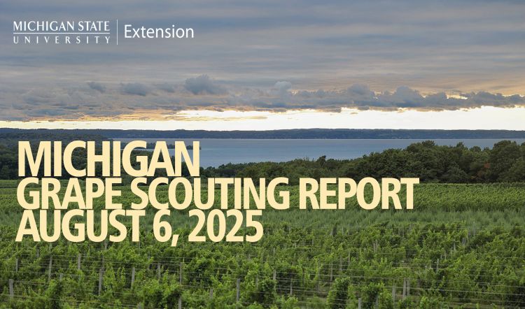 For decorative purposes.