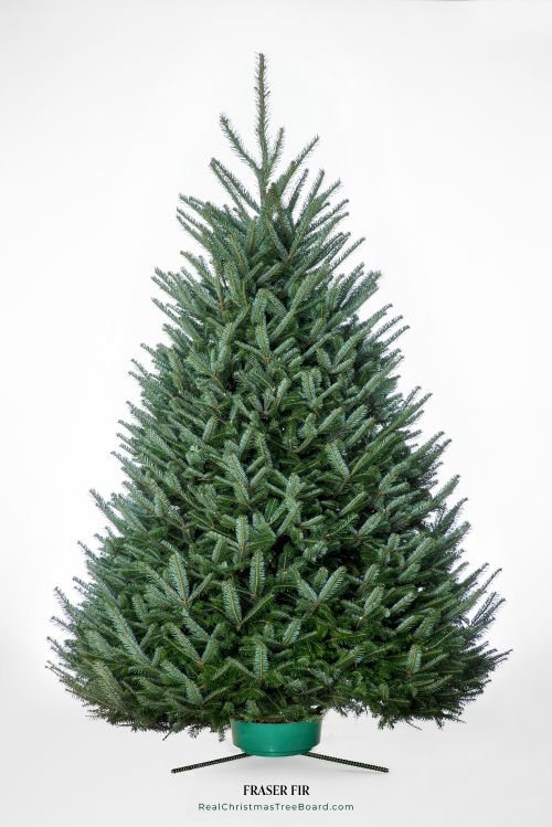 A Fraser fir Christmas tree.