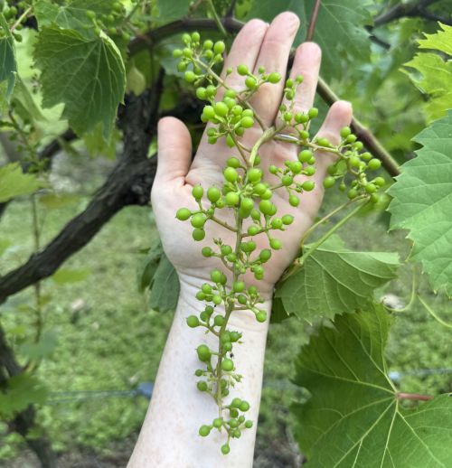 A cluster of grapes rest along the length of someone's hand and arm.