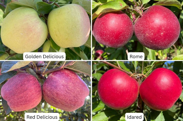 Four images of red apples labeled Golden Delicious, Rome, Red Delicious and Idared.