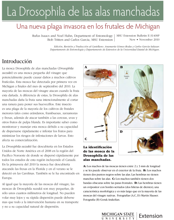 For decorative purposes