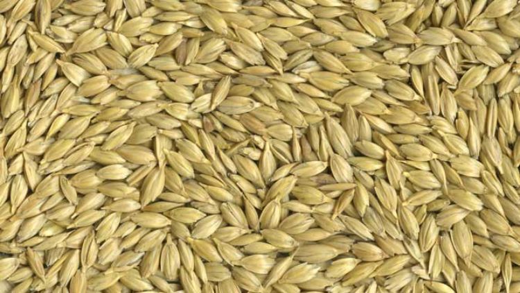 Emmer, an ancient grain, dates back 10,000 years as a cultivated crop in Damascus, Syria. Photo credit: USDA