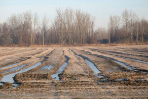 MSU Extension address delayed planting in Allegan County