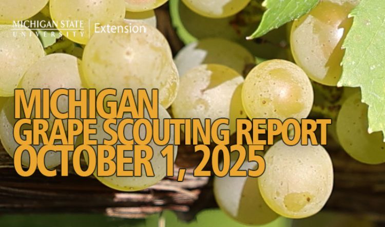 For decorative purposes.