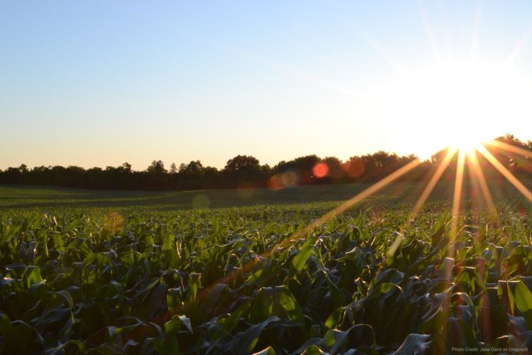 The rising sun shines above a field of crops.