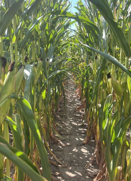 View from inside a corn field that is close to the black layer stage of being harvested.