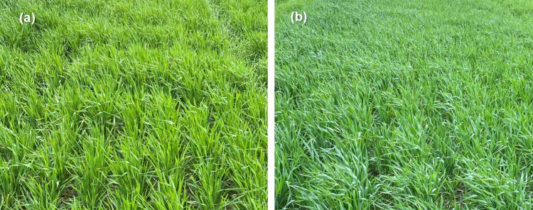 Wheat that has been sprayed with herbicides versus wheat without spray.