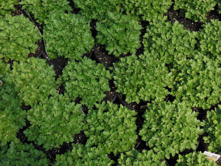 Cluster of potted garden mums in a nursery setting, viewed from above, each plant lush and green with dense foliage but no visible blooms yet.