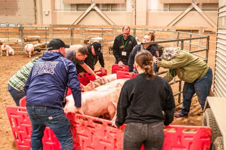 A group of people stand in a circle to contain pigs with sorting boards in a livestock arena next to a livestock trailer.