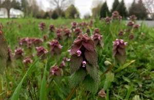 Drive-by botany: Purple dead-nettle and Morrow’s honeysuckle