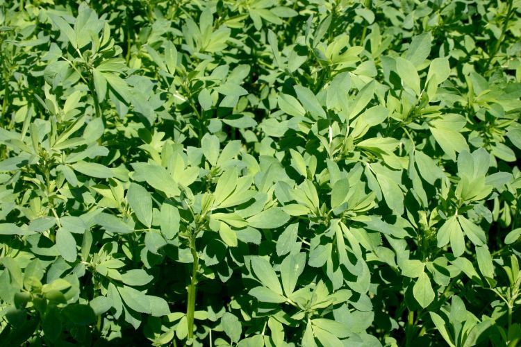 Alfalfa plants in a field.