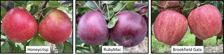 Honeycrisp, RubyMac and Brookfield Gala apples.