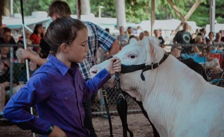 A girl in a blue shirt holding a white calf in a sale ring.