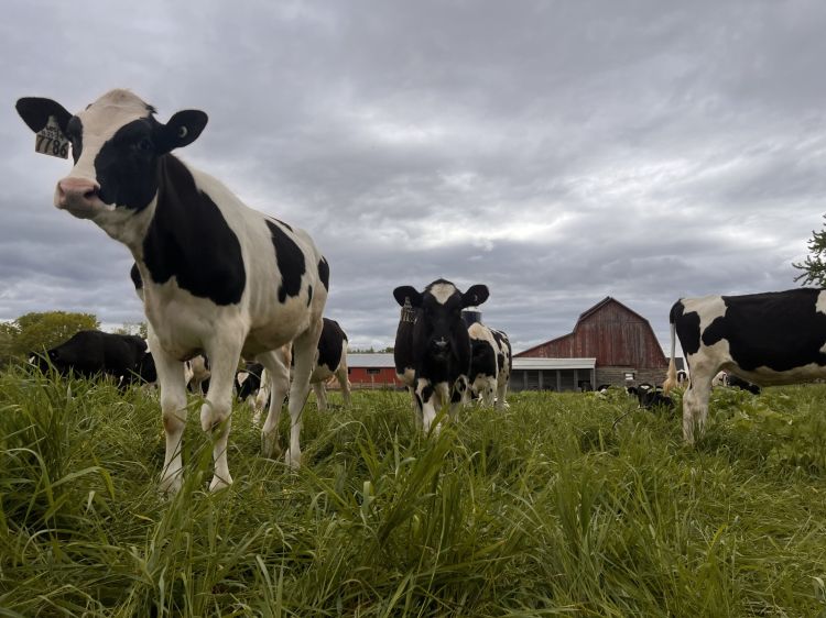 Heifers out on pasture