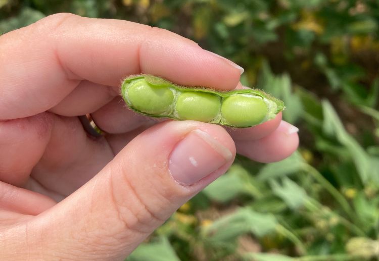 Hand holding a green soybean pod split open, showing three plump green seeds inside at late reproductive stage (R6.5).