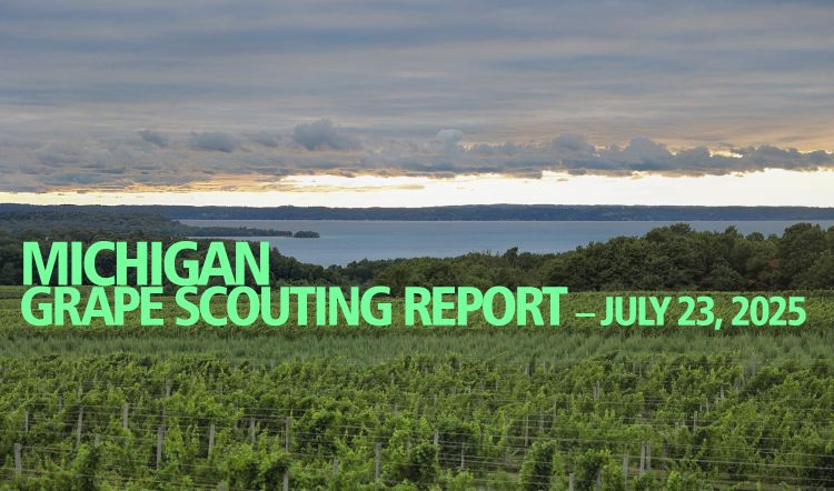 For decorative purposes.