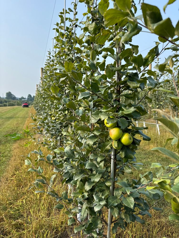A wall of apple trees.
