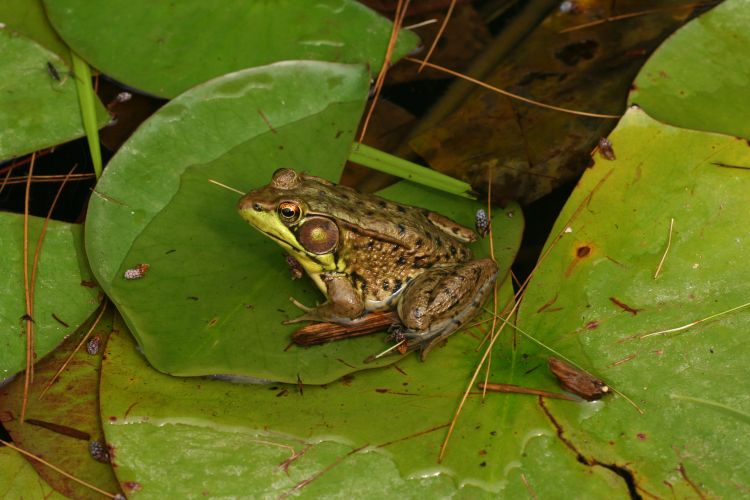 Green Frog. Photo by John Meyland, Oakland County Parks
