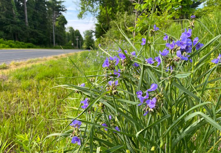 A large patch of common spiderwort in full bloom next to a roadway.