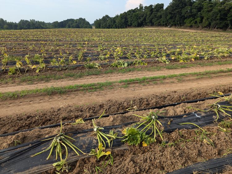A zucchini field with plastic cut through.
