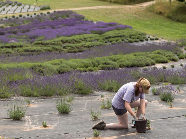 A woman tends to a lavender plant in a lavender field.