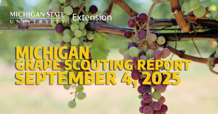 For decorative purposes.