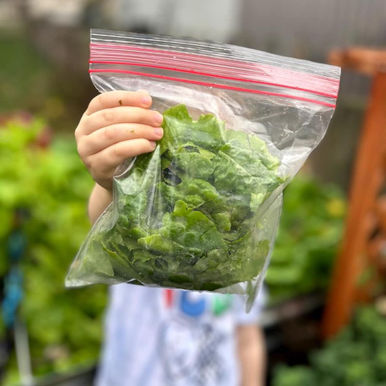 Photo of a child holding up a bag of fresh green lettuce.
