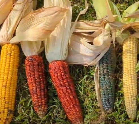 Ears of corn in a variety of colors, shapes and sizes.