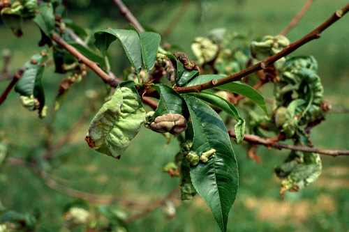  Infected leaves curl and blister. 