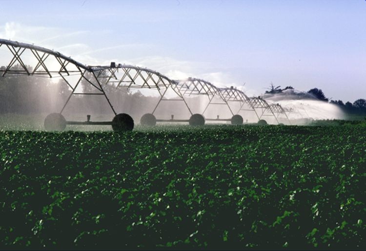 A center pivot irrigation system spraying water in a corn field.