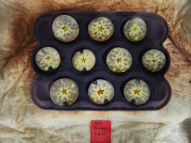 Several apples in a tray cut in half and treated with iodine to stain the starch blue.