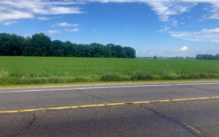 A road with a field of alfalfa crops going in the background.