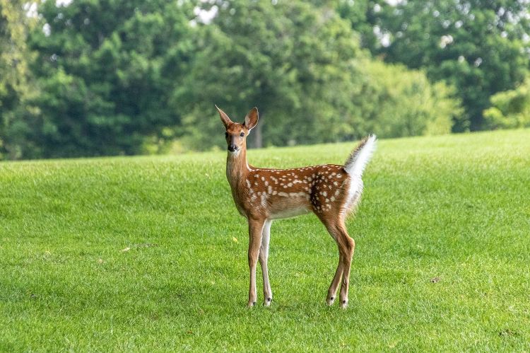 For decorative purposes.