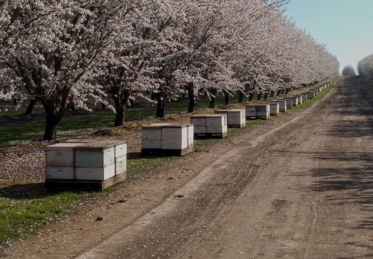 Honey bee hives on pallets in an almond orchard.