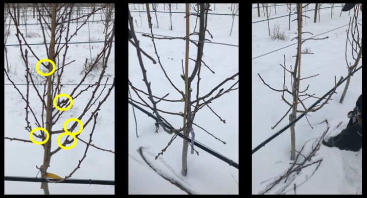 A series of photos showing apple tree limbs being pruned.