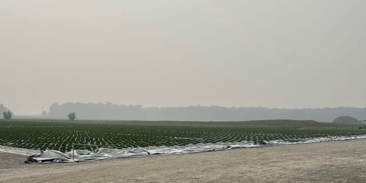 hazy sky over a field of small green crops