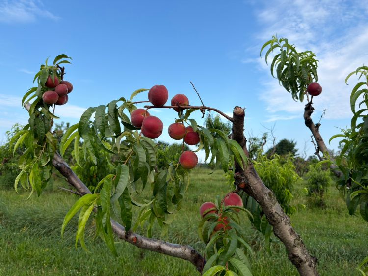 Peaches ready for harvest.