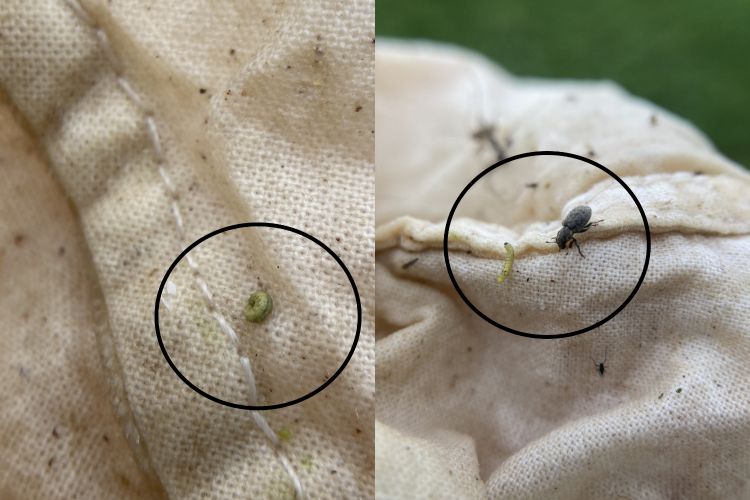 An alfalfa weevil and adult on trap nets, circled in black.