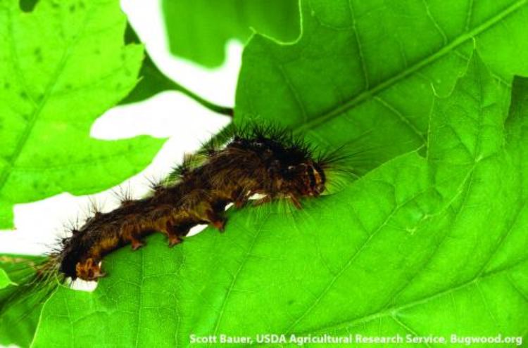 Gypsy moth caterpillar.