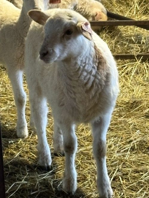 a white lamb is standing on yellow straw