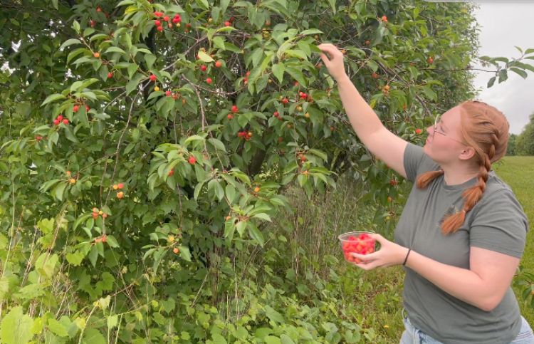 A woman picking cherries off a tree and placing them in a clear container that is being held in her other hand.